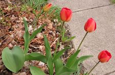 2009_04_25 Flowers Mason Michigan