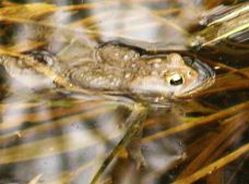 2009_04_25 Frog in pond next to Hayhoe Riverwalk path