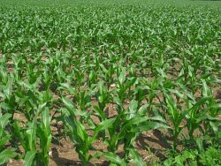 2009_06_21 Mason Michigan Young growth of corn field just off Eden Road