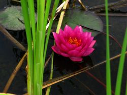 2009_06_21 Mason Michigan cattail pond with lilly pad flower