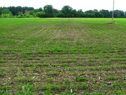 2009_06_21 Mason Michigan Interesting patterns in a planted farm field