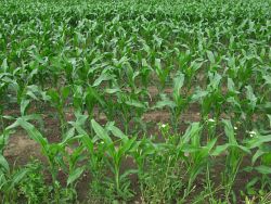 2009_06_21 Mason Michigan close-up of young growing corn