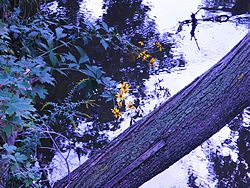 Sycamore Creek
