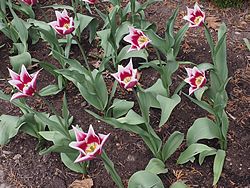 MSU Horticulture Gardens<br>East Lansing, Michigan<br>7 May 2015, Olympus OM-D E-M1 with Olympus 12-40/2.8 lens