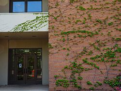 MSU Horticulture Gardens<br>East Lansing, Michigan<br>7 May 2015, Olympus OM-D E-M1 with Olympus 12-40/2.8 lens