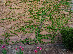 MSU Horticulture Gardens<br>East Lansing, Michigan<br>7 May 2015, Olympus OM-D E-M1 with Olympus 12-40/2.8 lens