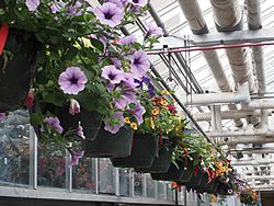 MSU Horticulture Gardens<br>East Lansing, Michigan<br>7 May 2015, Olympus OM-D E-M1 with Olympus 12-40/2.8 lens
