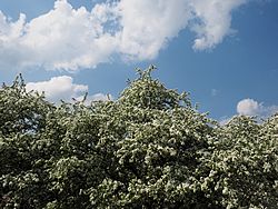 MSU Horticulture Gardens<br>East Lansing, Michigan<br>7 May 2015, Olympus OM-D E-M1 with Olympus 12-40/2.8 lens