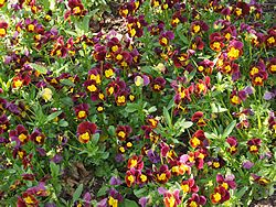 MSU Horticulture Gardens<br>East Lansing, Michigan<br>7 May 2015, Olympus OM-D E-M1 with Olympus 12-40/2.8 lens