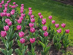 MSU Horticulture Gardens<br>East Lansing, Michigan<br>7 May 2015, Olympus OM-D E-M1 with Olympus 12-40/2.8 lens