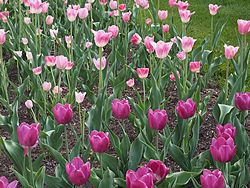 MSU Horticulture Gardens<br>East Lansing, Michigan<br>7 May 2015, Olympus OM-D E-M1 with Olympus 12-40/2.8 lens