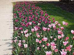 MSU Horticulture Gardens<br>East Lansing, Michigan<br>7 May 2015, Olympus OM-D E-M1 with Olympus 12-40/2.8 lens